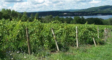 Photo of our vineyards (foreground) with Keuka Lake in the background