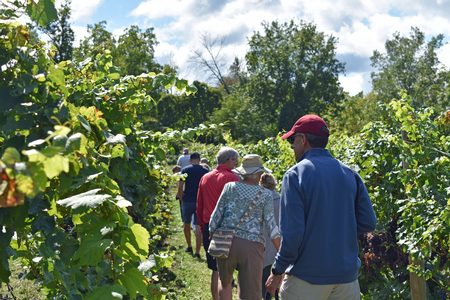 Guests walking through vineyard rows at Keuka Spring