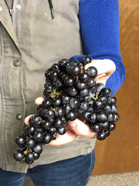 Carbonic maceration Blaufrankisch grapes 