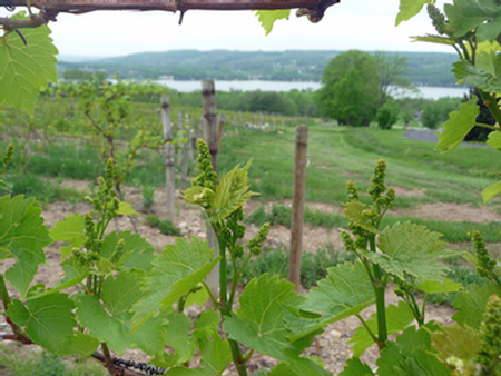 View of KSV vineyard through vines