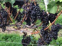 Vineyard Walk & Tasting: Harvest - Thur. Sept. 14 2 pm 1