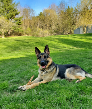 Bruno