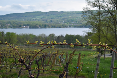 buds on vines at Keuka Spring